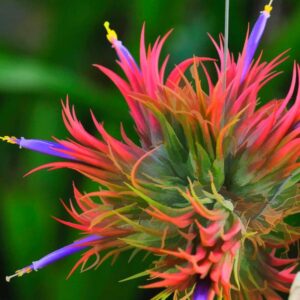 Alternative view of 8 Red Tillandsia Air Plants Live - 2 to 3 Inc Tall