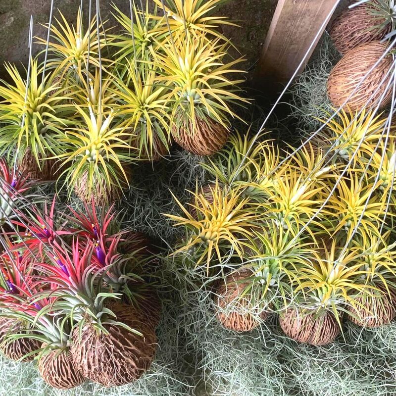 10 Yellow Tillandsia Air Plants - Image 5