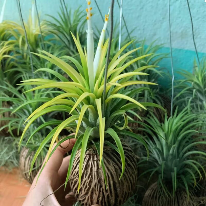 10 Yellow Tillandsia Air Plants - Image 3
