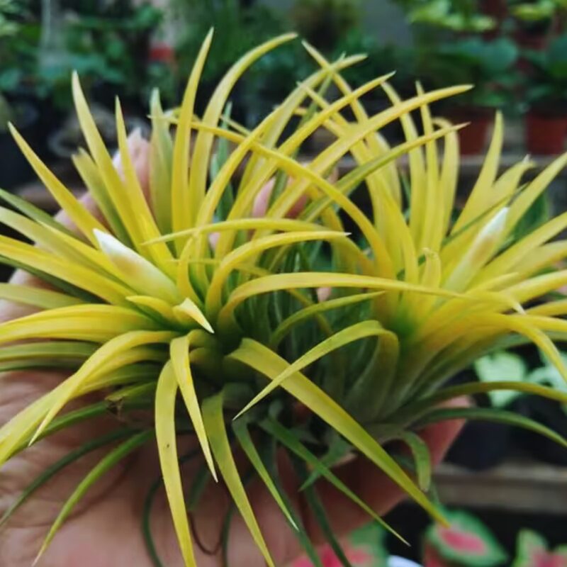 10 Yellow Tillandsia Air Plants - Image 4