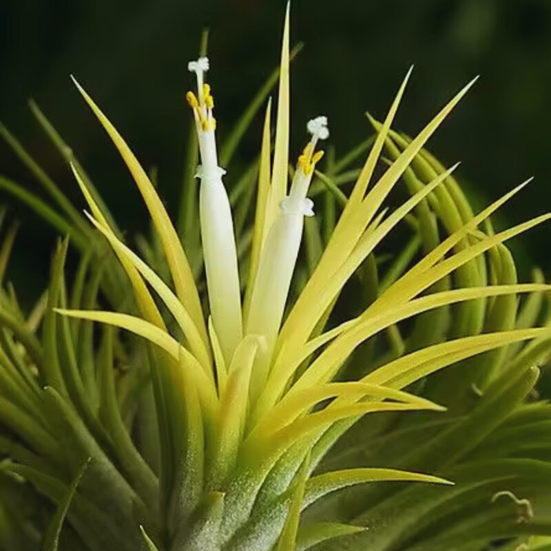 7 Yellow Tillandsia Air Plants - Image 4