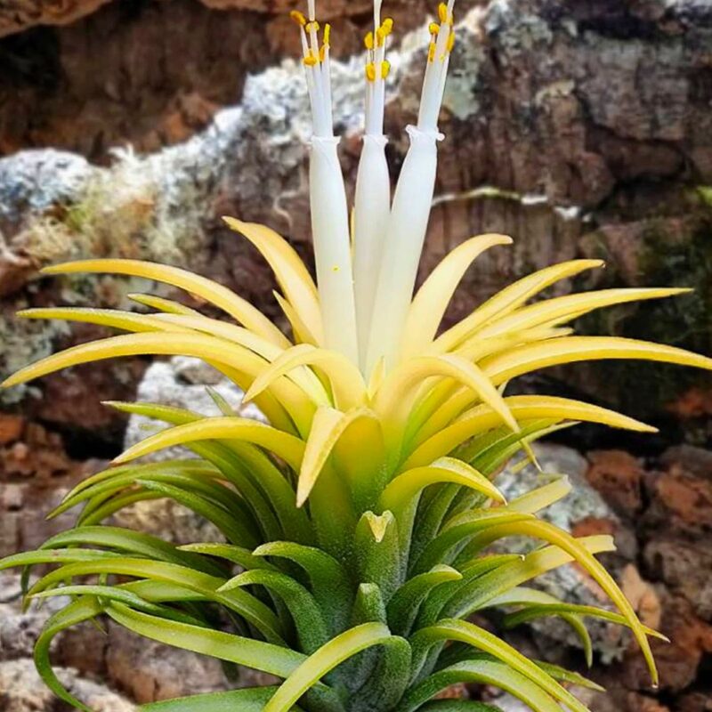 5 Yellow Tillandsia Air Plants - Image 4