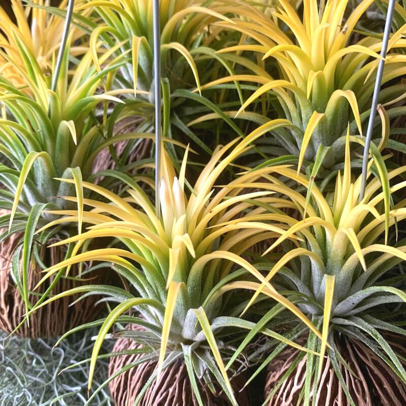 6 Yellow Tillandsia Air Plants - Image 2