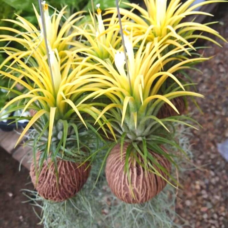 6 Yellow Tillandsia Air Plants
