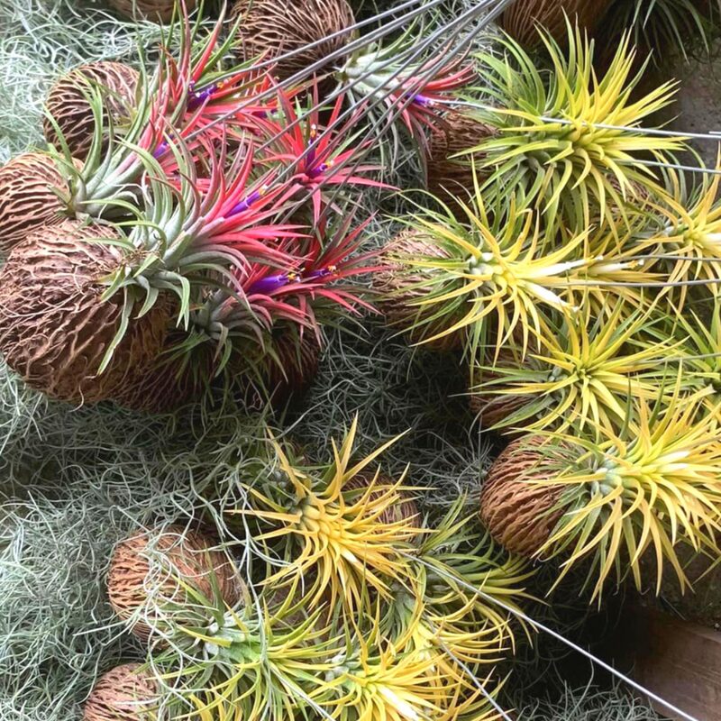 8 Yellow Tillandsia Air Plants - Image 4