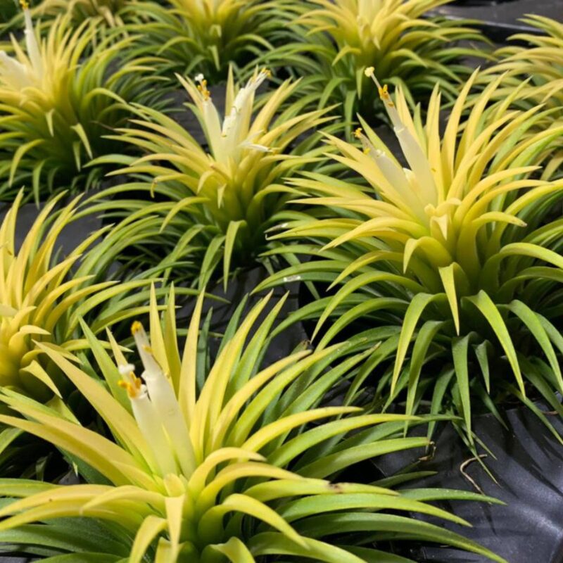 8 Yellow Tillandsia Air Plants