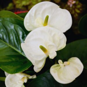 Alternative view of White Anthurium Plant - 5 to 7 Inc Tall in 4'' Pot