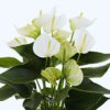 White Anthurium Plant - 5 to 7 Inc Tall in 4'' Pot