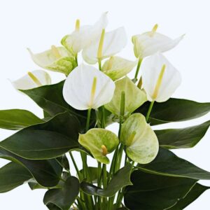 White Anthurium Plant - 5 to 7 Inc Tall in 4'' Pot