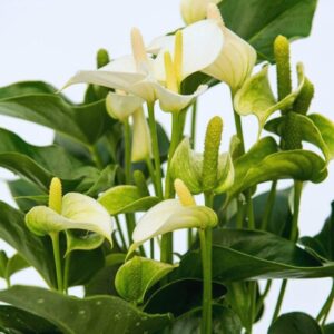 Alternative view of White Anthurium Plant - 5 to 7 Inc Tall in 4'' Pot