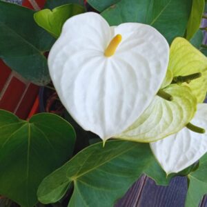 White Anthurium Plant - 5 to 7 Inc Tall in 4'' Pot
