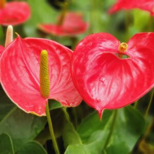 Alternative view of Red Anthurium Plant - 5 to 7 Inc Tall in 4'' Pot