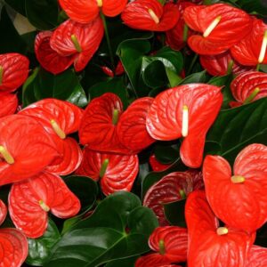 Red Anthurium Plant - 5 to 7 Inc Tall in 4'' Pot