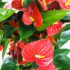 Red Anthurium Plant Live - 4 Inc Pot, 5 to 7 Inc in Height
