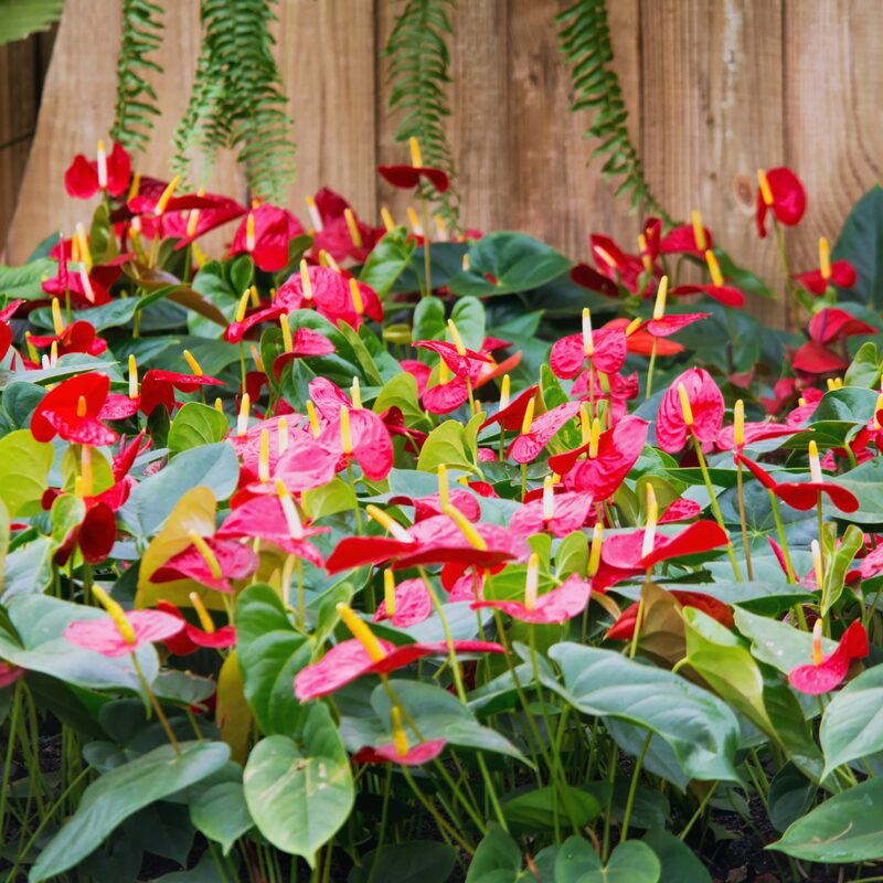 Red Anthurium Plant - 5 to 7 Inc Tall in 4'' Pot - Image 5