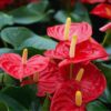 Red Anthurium Plant - 5 to 7 Inc Tall in 4'' Pot