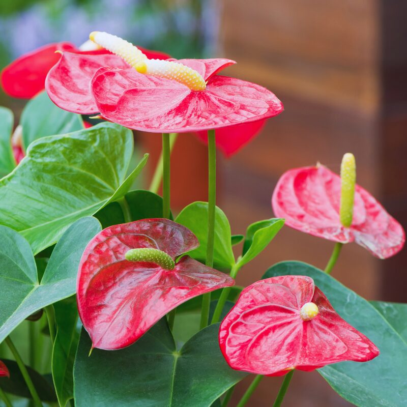Red Anthurium Plant - 4 Inc Pot, 5 to 7 Inc Tall - Image 5