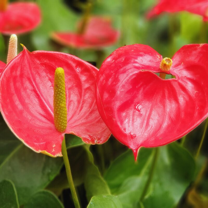 Red Anthurium Plant - 4 Inc Pot, 5 to 7 Inc Tall - Image 4