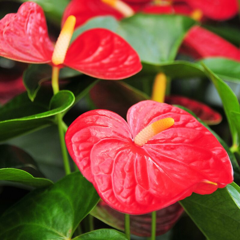 Red Anthurium Plant - 4 Inc Pot, 5 to 7 Inc Tall - Image 3