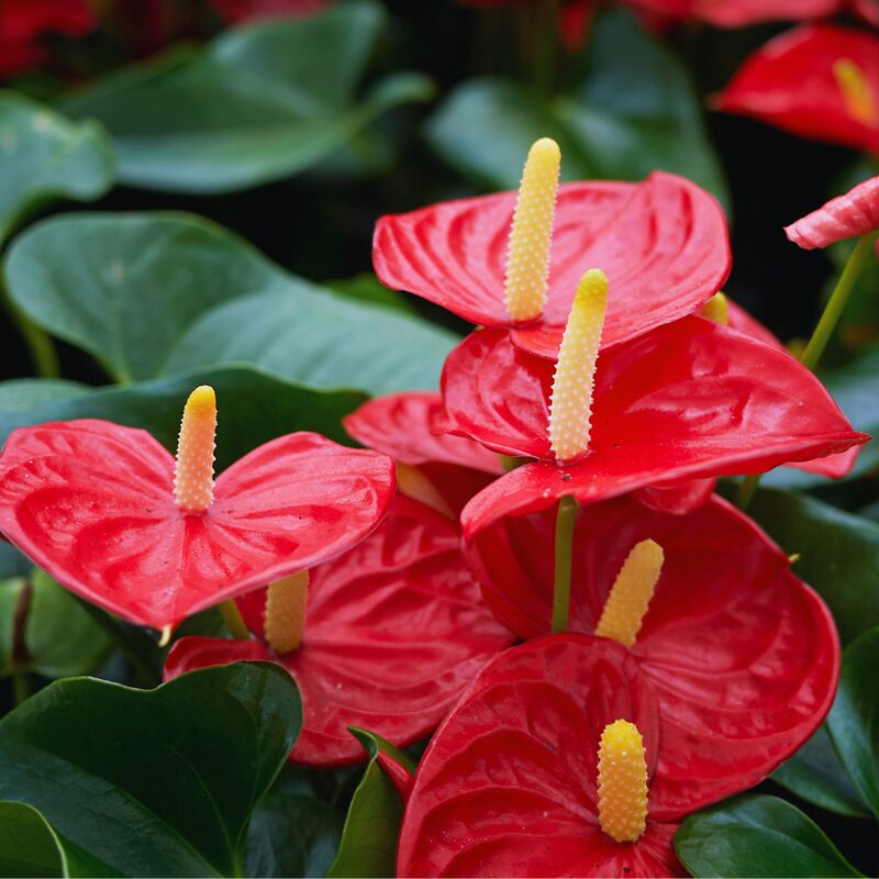 Red Anthurium Plant - 4 Inc Pot, 5 to 7 Inc Tall - Image 2