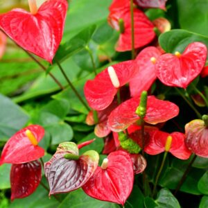 Red Anthurium Plant - 4 Inc Pot, 5 to 7 Inc Tall