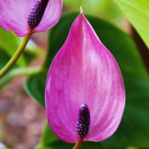Alternative view of Purple Anthurium Plant Live - 4 Inc Pot, 5 to 7 Inc in Height