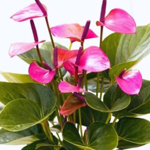 Alternative view of Purple Anthurium Plant - 5 to 7 Inc Tall in 4'' Pot
