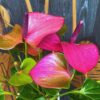 Purple Anthurium Plant - 5 to 7 Inc Tall in 4'' Pot