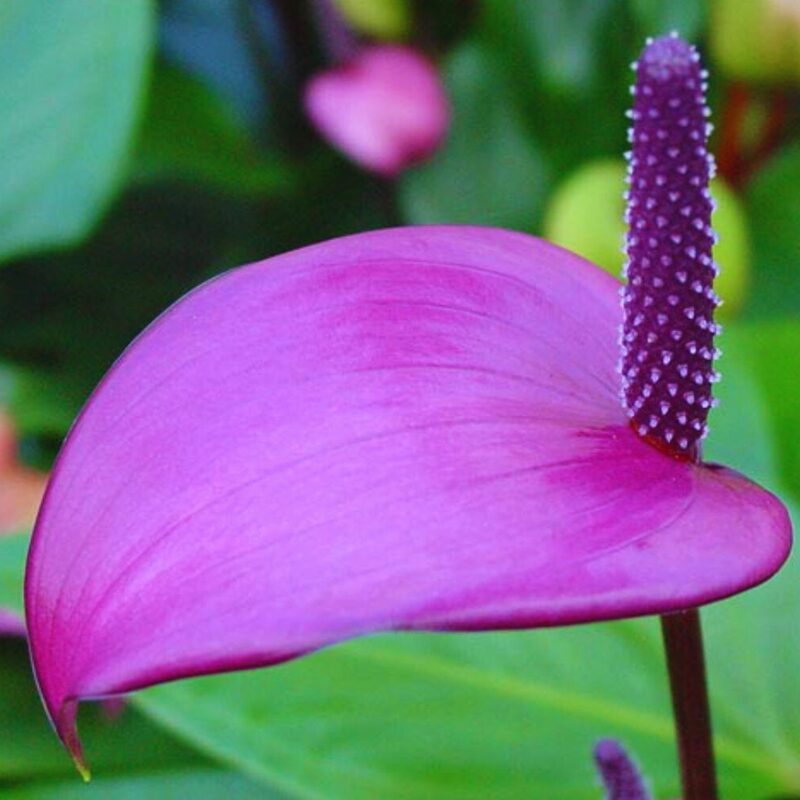 Purple Anthurium Plant - 4 Inc Pot, 5 to 7 Inc Tall - Image 5