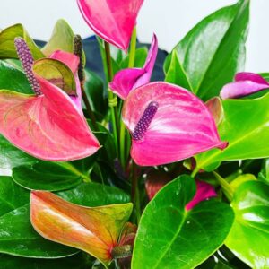 Purple Anthurium Plant - 4 Inc Pot, 5 to 7 Inc Tall