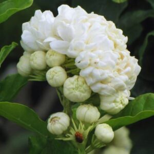 Alternative view of Grand Duke of Tuscany Arabian Jasmine Plants Live - 4 Plants - 5 to 7 Inc Tall - Sambac Jasmine Live Plants