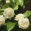 Grand Duke of Tuscany Arabian Jasmine Plants Live - 4 Plants - 5 to 7 Inc Tall - Sambac Jasmine Live Plants