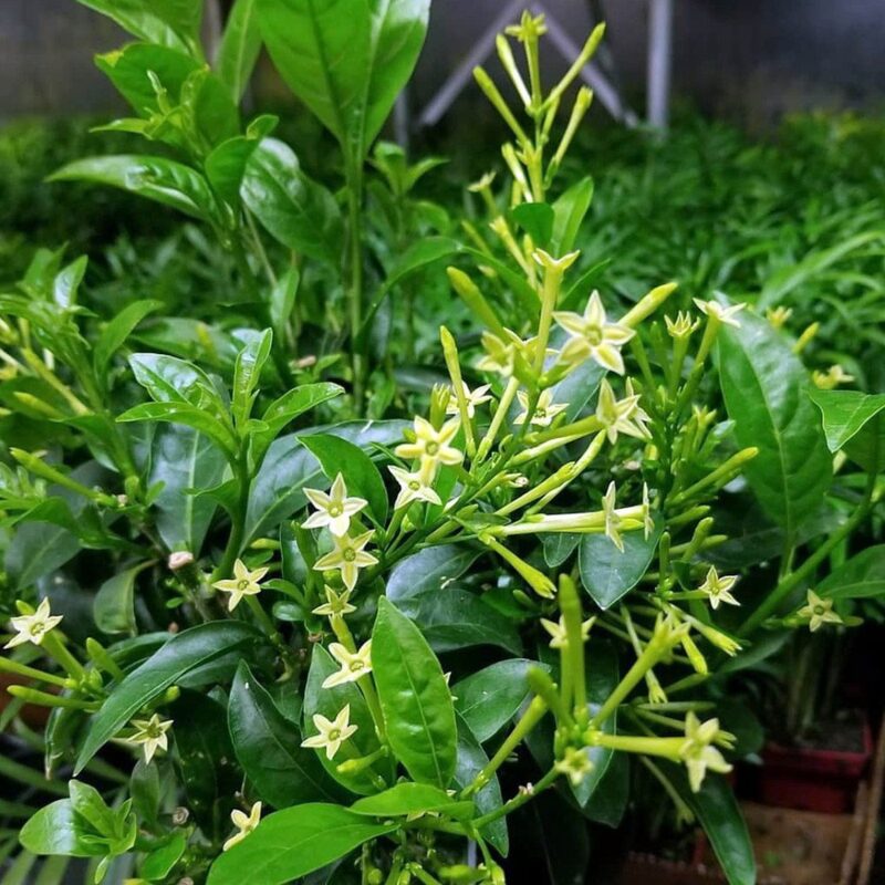 Night Blooming Jasmine Plant - 12 to 18 Inches Tall - Image 3