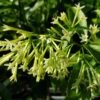Cestrum Nocturnum Plant, Night Blooming Jasmine Plant - 12 to 20 Inches Tall