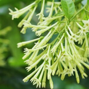 Alternative view of Cestrum Nocturnum Plant, Night Blooming Jasmine Plant - 10 to 15 Inches Tall