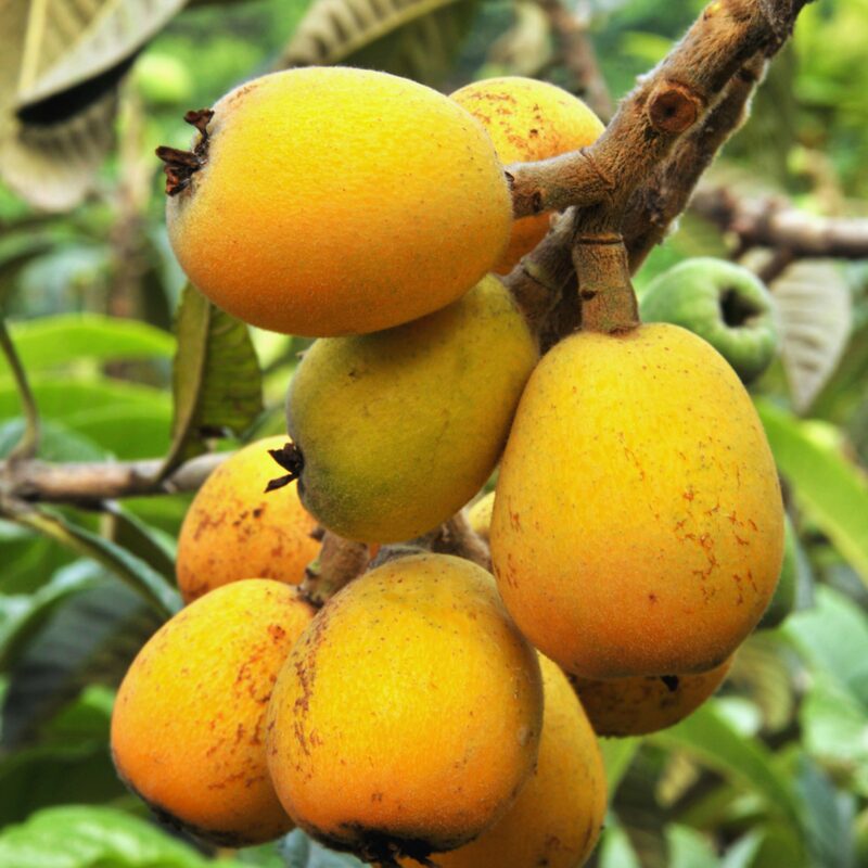 Loquat Tree Plant - 3 to 4 Feet Tall - Japanese Plum Tree Plant - Image 5