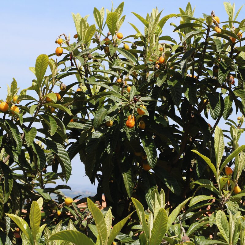 Loquat Tree Plant - 3 to 4 Feet Tall - Japanese Plum Tree Plant - Image 3