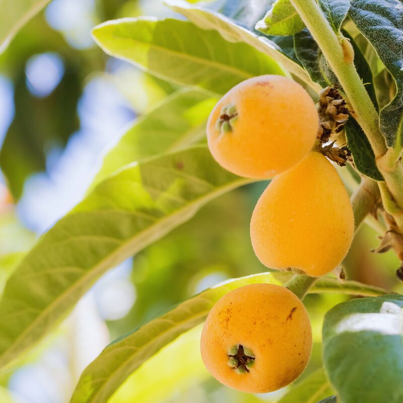 Loquat Tree Plant - 3 to 4 Feet Tall - Japanese Plum Tree Plant - Image 4