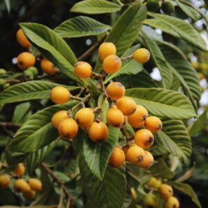 Alternative view of Loquat Tree - 1 Gallon Pot, 1.5 to 2 Feet Tall