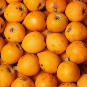 Loquat Tree - 1 Gallon Pot, 1.5 to 2 Feet Tall