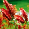 Red Maroon Shrimp Plant - 5 to 7 Inc Tall, 6 Plants