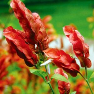 Red Maroon Shrimp Plant - 5 to 7 Inc Tall, 6 Plants