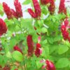 Red Maroon Shrimp Plant - 6 Plants, 5 to 7 Inc Tall