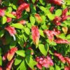 Red Maroon Shrimp Plant - 5 to 7 Inc Tall, 2 Plants
