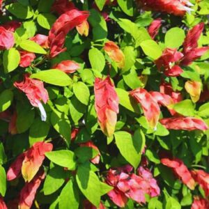 Red Maroon Shrimp Plant - 5 to 7 Inc Tall, 2 Plants