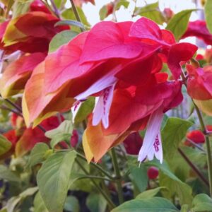 Alternative view of Red Maroon Shrimp Plant - 5 to 7 Inc Tall, 2 Plants