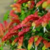 Red Maroon Shrimp Plant - 2 Plants, 5 to 7 Inc Tall