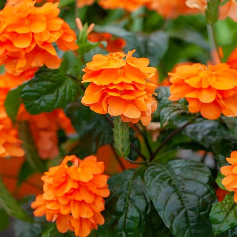 Crossandra Plants Live - 4 Plants, 3 to 5 Inc Tall, 4 Inc Pot - Image 5