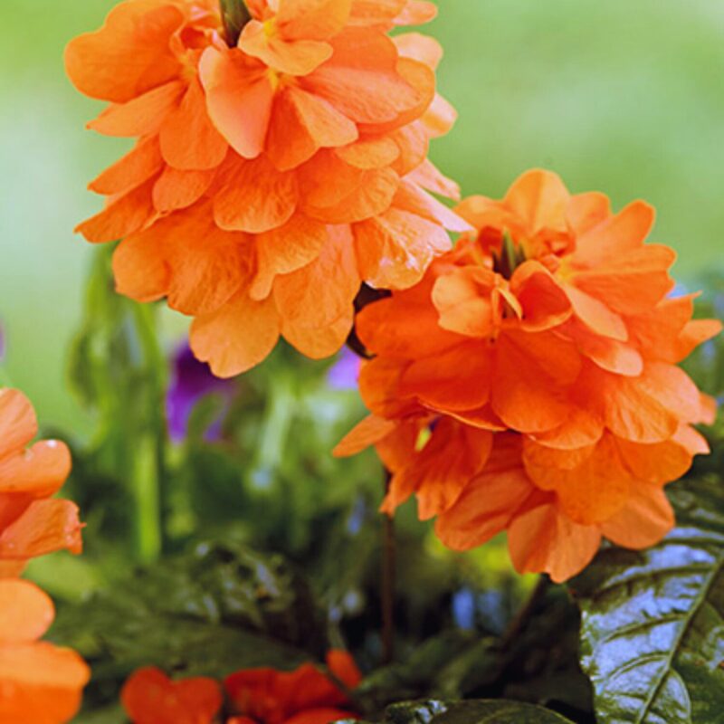 Crossandra Plants Live - 4 Plants, 3 to 5 Inc Tall, 4 Inc Pot - Image 4