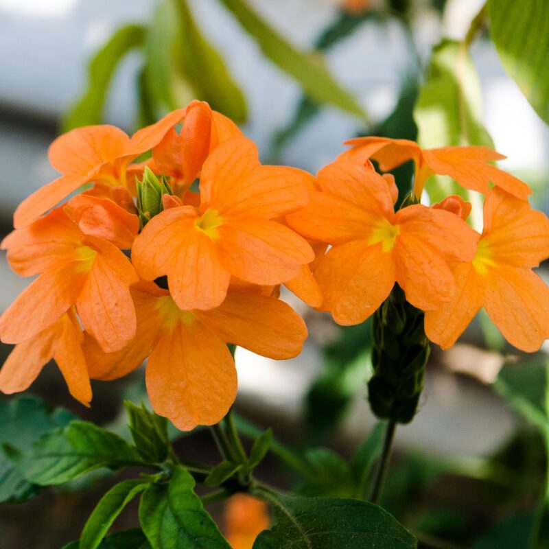 Crossandra Plants Live - 4 Plants, 3 to 5 Inc Tall, 4 Inc Pot - Image 2